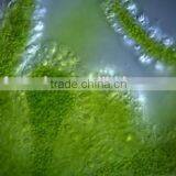 100% Natural Nutritional Supplements High Bulk Spirulina Chlorella