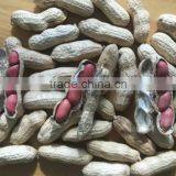 2014 Crop Chinese Red Skin Peanuts 50/60 40/50 , Good Quality With no Aflatoxin thumbnail-3