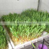 CHEAP Seed Germination Tray Cheap Green House Mini Hydroponic Greenhouse thumbnail-1