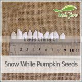 best selling snow white pumpkin seed in China