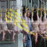 Automatic Whole Poultry Sorting Machine/ Chicken Grading Machine / Chicken Grader thumbnail-6
