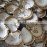 Pinctada Maxima Raw Mother of Pearl Shells