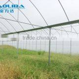 Large Plastic Film Multi-span Greenhouse for Plant Growing or Commercial Use thumbnail-1