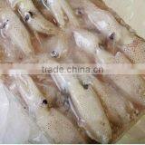 Frozen Squid Product thumbnail-1
