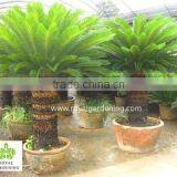 Royal Gardening Nursery Guangzhou company overview - view 1 thumbnail