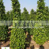 Ficus Panda Christmas Tree ( Cone Shape) thumbnail-3