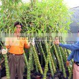 Bambusa Trees thumbnail-1