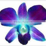 Thailand Top Quality D-014 Dendrobium Dyed Blue Orchid thumbnail-1