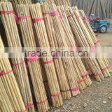 24~26MM 240CM Tonkin Bamboo Stakes For Orchard thumbnail-3