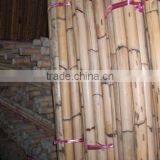 Singapore Cane thumbnail-1