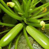 Strong Growth Jade Green High Yield Zucchini Seed No.78 thumbnail-2