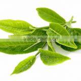 Super Quality Green Tea To Give You More Energy thumbnail-2