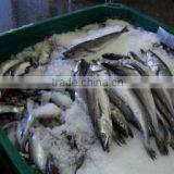 WR Frozen Hake thumbnail-4