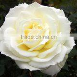 Durable Tineke White Rose Balls Wedding thumbnail-4
