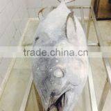 Frozen Yellowfin Tuna thumbnail-3