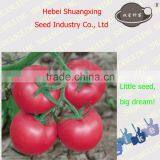 God 558 Early Maturity Pink High Germination Tomato Seeds