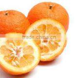 BITTER ORANJE JUICE. FROZEN CONCENTRATE. thumbnail-1