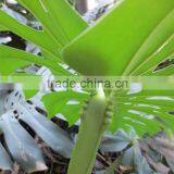 Hot Sell Monstera Leaves and Other Fresh Cut Roses From China With High Quality thumbnail-6