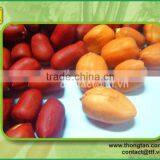 Red Peanut supplier, good price( thongtan.com)