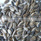 SUNFLOWER SEED ,SUNFLOWER SEED KERNLES thumbnail-4
