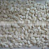 Snow White Pumpkin Seed thumbnail-1