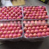 Superior Fresh Fuji Apple With High Quality thumbnail-3