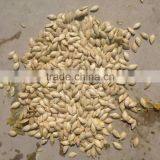 Hybrid for Seed Zucchini Seeds Squash Seeds for Growing-golden Abundant thumbnail-5