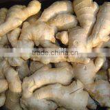 2016 Fresh Ginger thumbnail-4