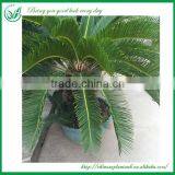 Cycas Outdoor Green Plants thumbnail-3