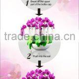 Drip Feed Orchid thumbnail-2