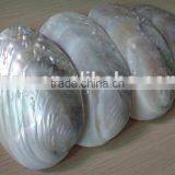 Wholesale Chinese Polished Raw River Shell