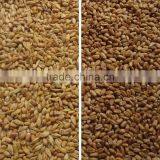 Hot Selling in Thailand Mini Intelligent Ccd Wheat Color Sorter thumbnail-3