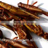 Microwave Dried Locusts High Quality Bird& Fish Food thumbnail-3