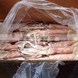 Frozen China Origin Todarodes Pacificus Squid Japanese Flying W/R thumbnail-3