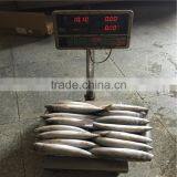 300-500 Frozen Mackerel Fish Seafood Tuna Bait Mackerel Fish thumbnail-1