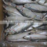 Frozen Horse Mackerel thumbnail-5