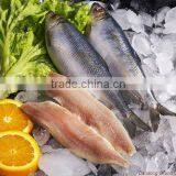 IQF Herring Fillet Seafood thumbnail-1