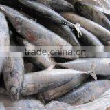 Bonito Fish (100-200g) thumbnail-1