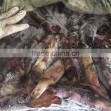 Frozen Balck Squid thumbnail-3