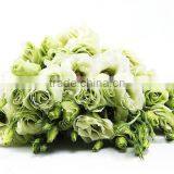 Home Decoration Flowers Fresh Cut Eustma Flower For Wedding Occision Bouquet thumbnail-2