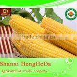 China Online Shopping With Certification Yellow Maize thumbnail-6