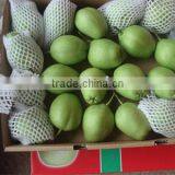China Early su Pear Green Pear Green su Pear thumbnail-1