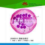 Direct Factory University Lab Use Medical Parasite Prepared Slides