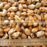 Frozen Green Mussel Meat
