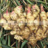 2016 new crop fresh ginger at cheap price