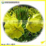 Organic GMO Free Evening Primrose Oil(EPO) Refined thumbnail-2