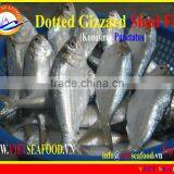 FROZEN DOTTED GIZZARD SHAD FISH thumbnail-1