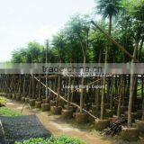 Jacaranda Mimosifolia Ornamental Tree for Tropical Climate