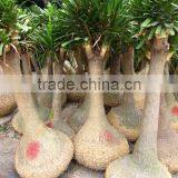 Nolina Recurvata Beaucarnea Recurvata Trees thumbnail-1