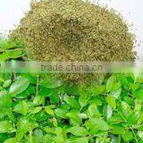 Gymnema Extract thumbnail-2